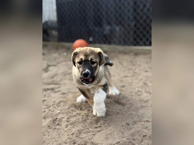 Nuria - Verspielte Nuria möchte die Welt entdecken