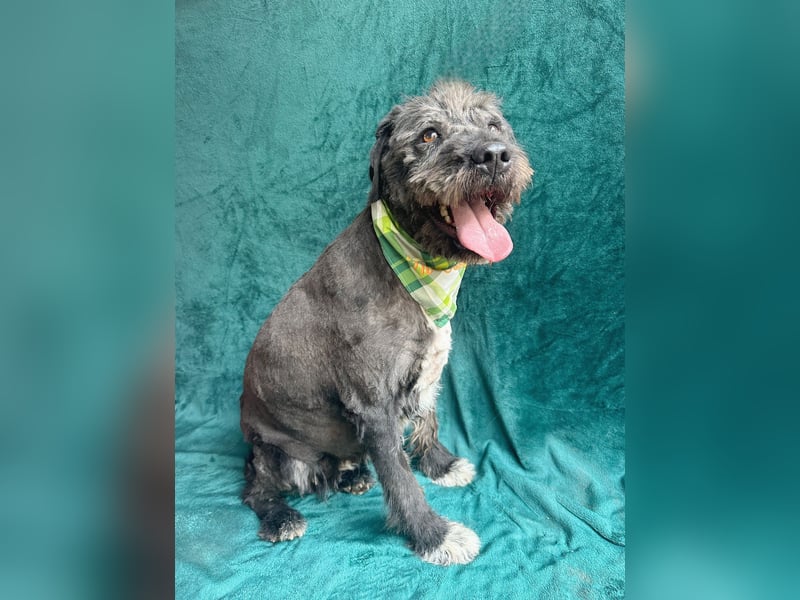 Camilia - Sanfte Hundedame sucht einfühlsame Menschen!