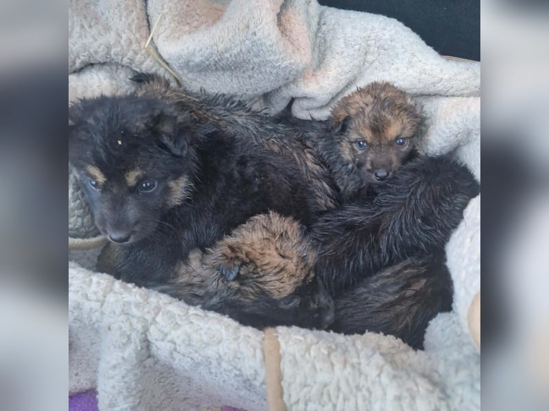 Sissi - Schäferhundwelpe sucht ihre Menschen