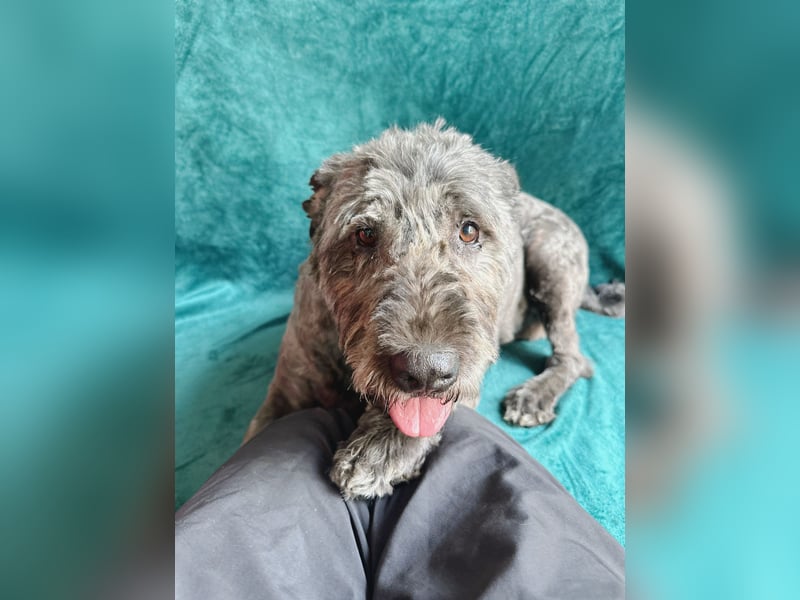 Dahlia - Sanfte Hundedame sucht ein einfühlsames Zuhause!