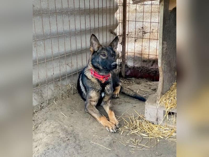 Ariel - Herzenshund auf der Suche nach Geborgenheit