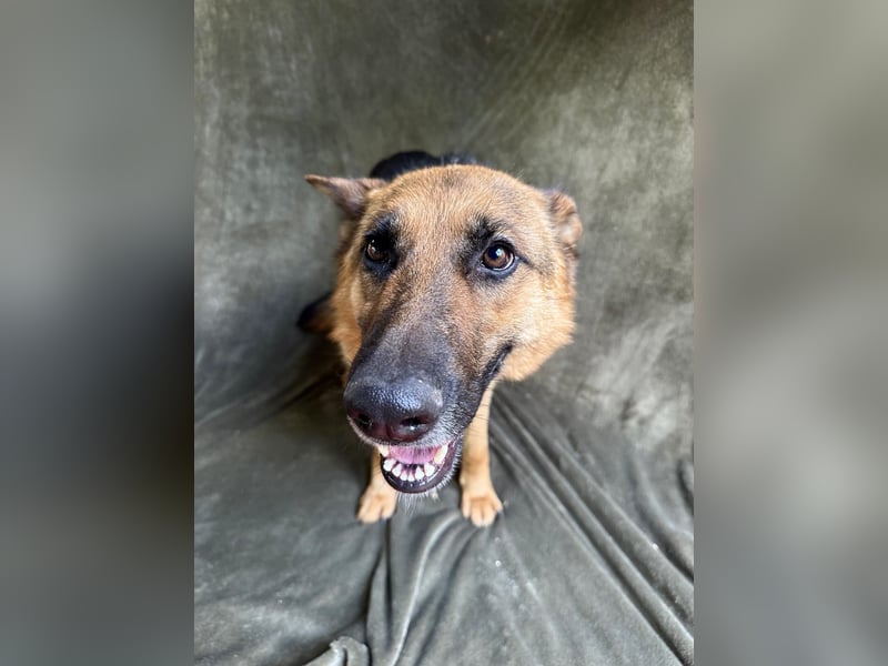 Sabrina - Treue Schäferhundseele sucht ihr Für-immer-Zuhause