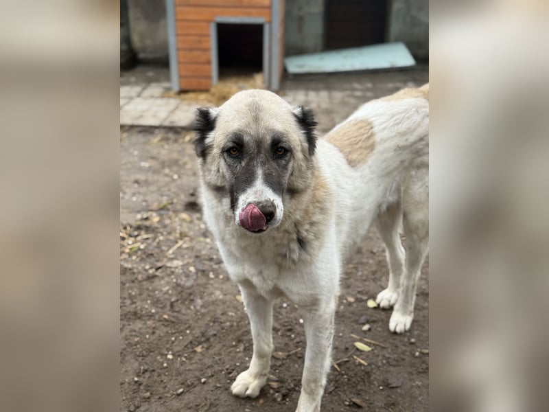 Fiume . rundum verträglicher Rieße sucht sein Happy End!