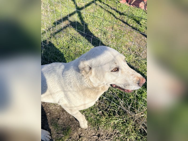 Hera - Sanfte Hündin sucht ihr Zuhause