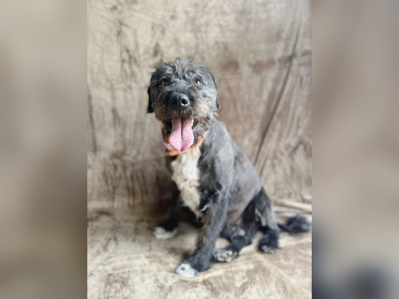 Camilia - Sanfte Hundedame sucht einfühlsame Menschen!