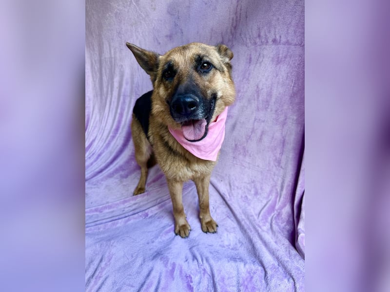 Sabrina - Treue Schäferhundseele sucht ihr Für-immer-Zuhause