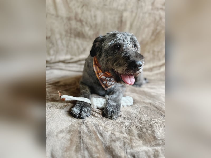 Dahlia - Sanfte Hundedame sucht ein einfühlsames Zuhause!