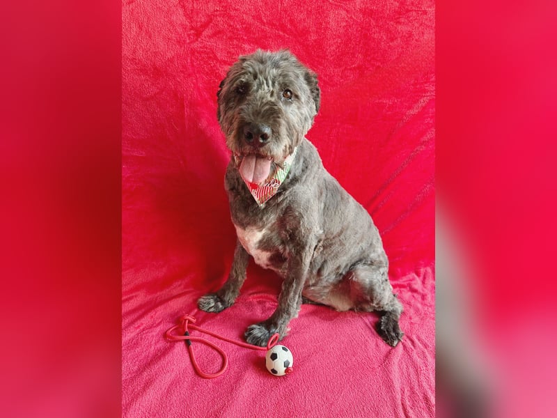 Dahlia - Sanfte Hundedame sucht ein einfühlsames Zuhause!