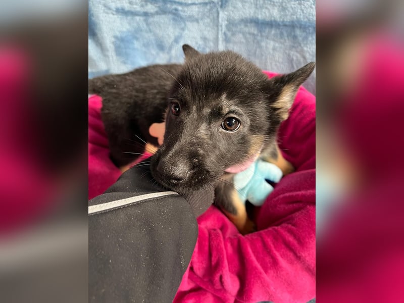 Heidi - Schäferhündin wartet sehnlichst auf Familie mit vielen Abenteuern