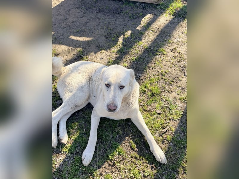 Hera - Sanfte Hündin sucht ihr Zuhause