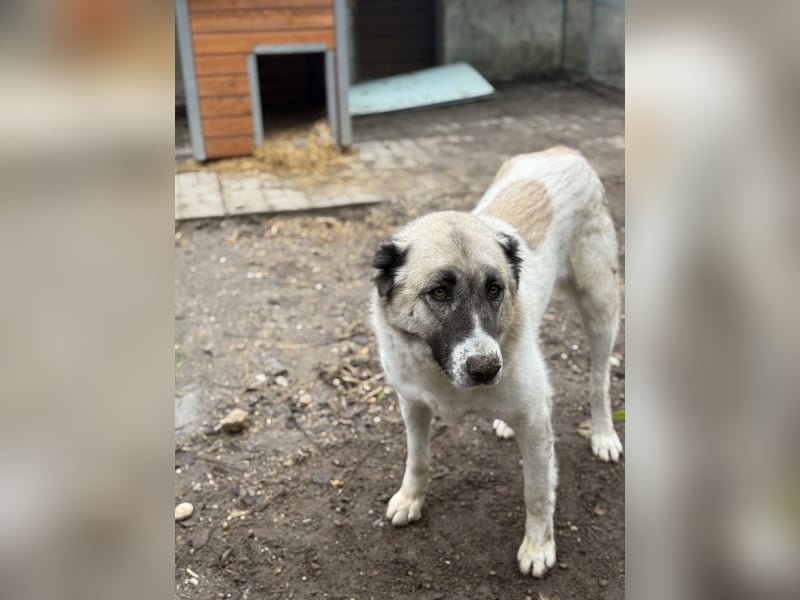 Fiume . rundum verträglicher Rieße sucht sein Happy End!