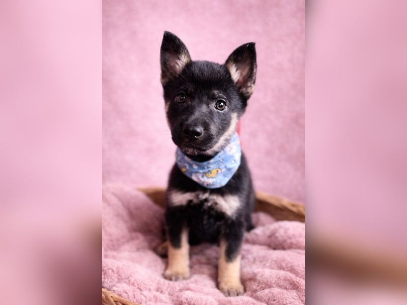 Heidi - Schäferhündin wartet sehnlichst auf Familie mit vielen Abenteuern