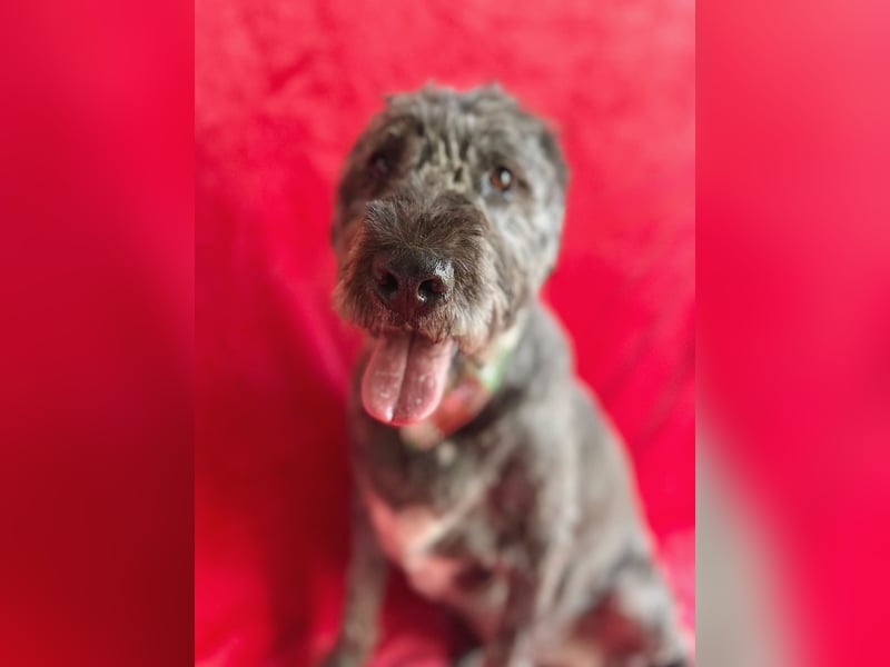 Dahlia - Sanfte Hundedame sucht ein einfühlsames Zuhause!