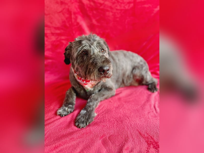 Dahlia - Sanfte Hundedame sucht ein einfühlsames Zuhause!