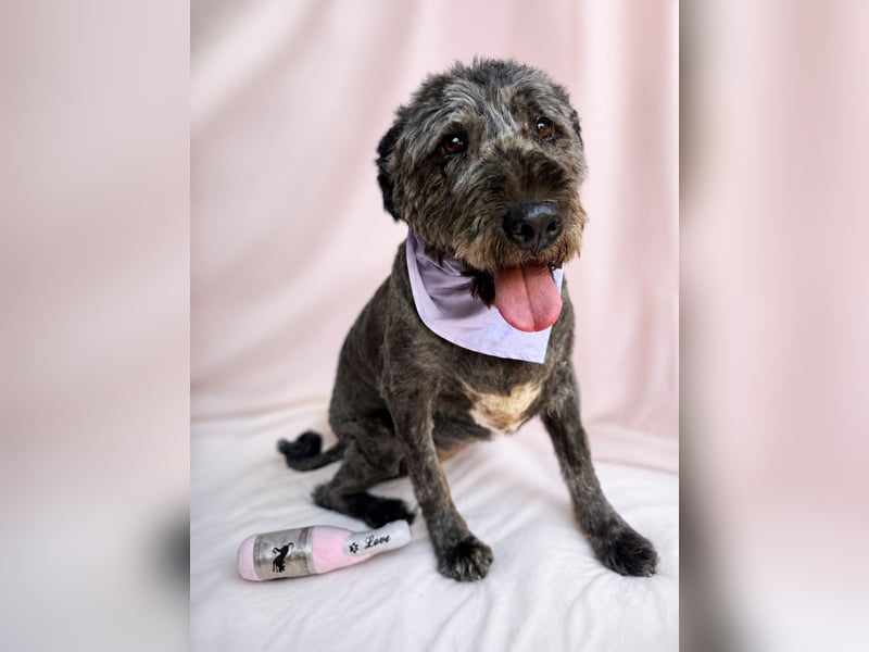 Dahlia - Sanfte Hundedame sucht ein einfühlsames Zuhause!