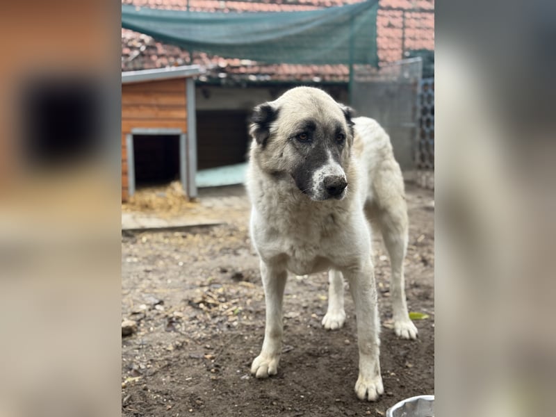 Fiume . rundum verträglicher Rieße sucht sein Happy End!