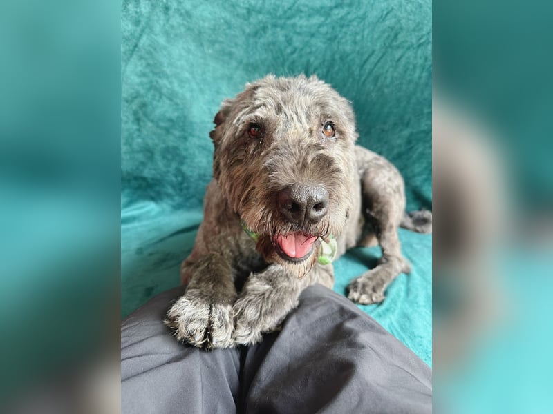 Dahlia - Sanfte Hundedame sucht ein einfühlsames Zuhause!