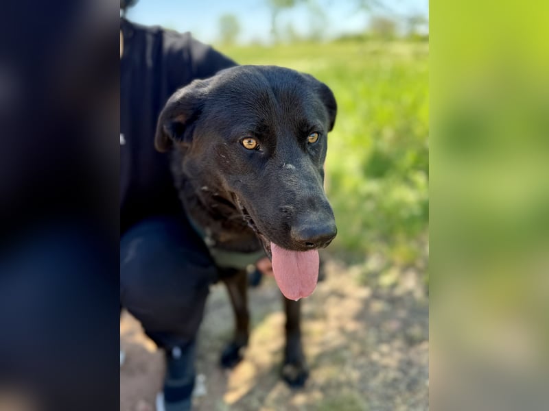 Balu (Ragnar) Großer Kuschelbär sucht seine Menschen