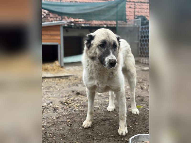 Fiume . rundum verträglicher Rieße sucht sein Happy End!
