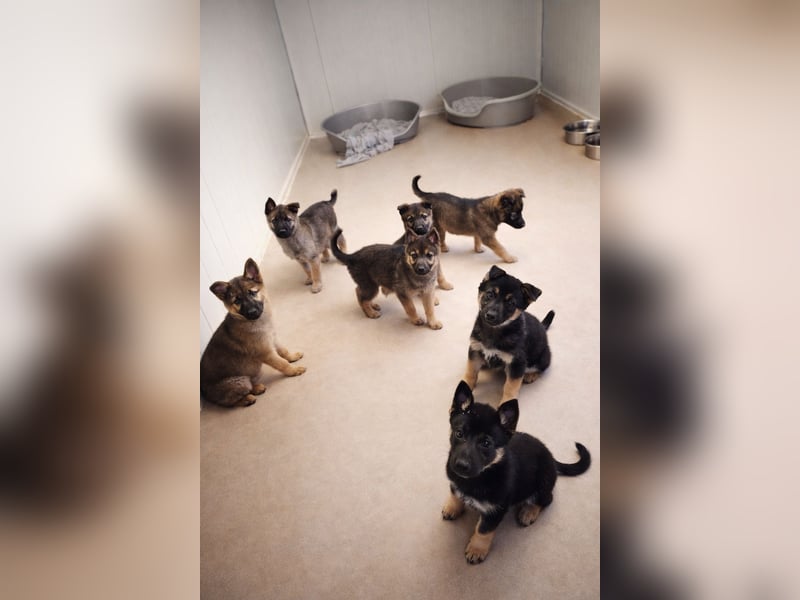 Sissi - Schäferhundwelpe sucht ihre Menschen