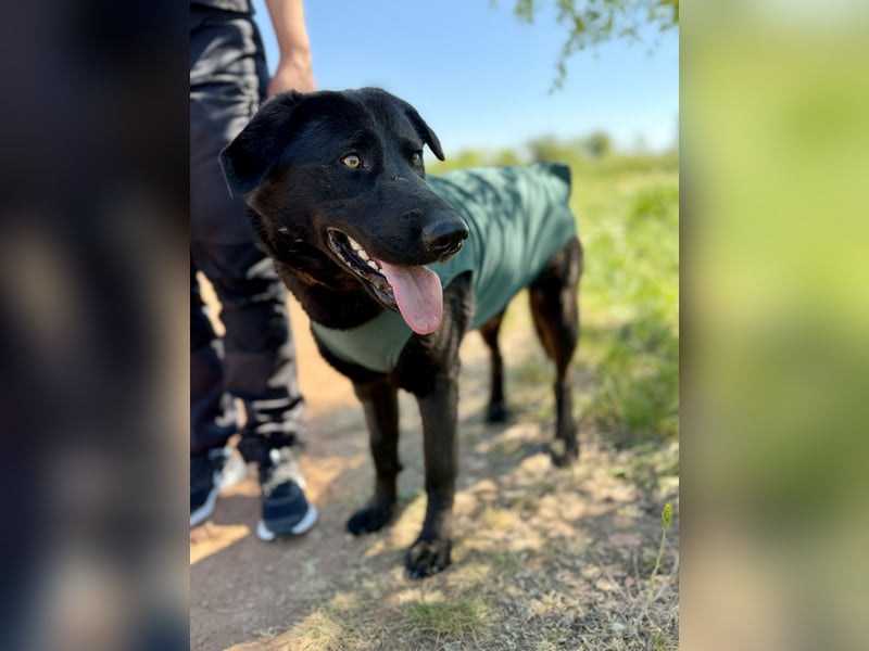 Balu (Ragnar) Großer Kuschelbär sucht seine Menschen