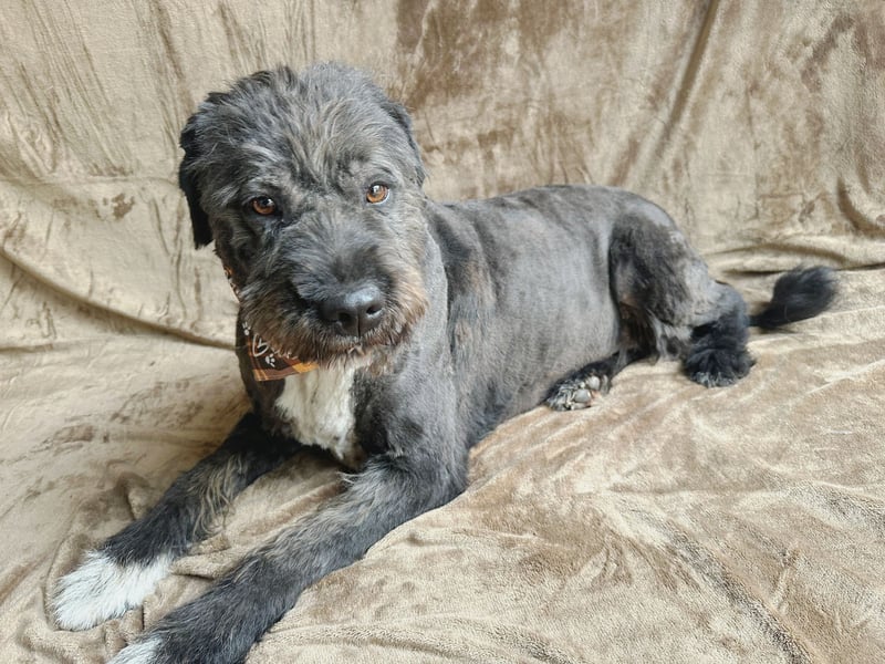 Camilia - Sanfte Hundedame sucht einfühlsame Menschen!