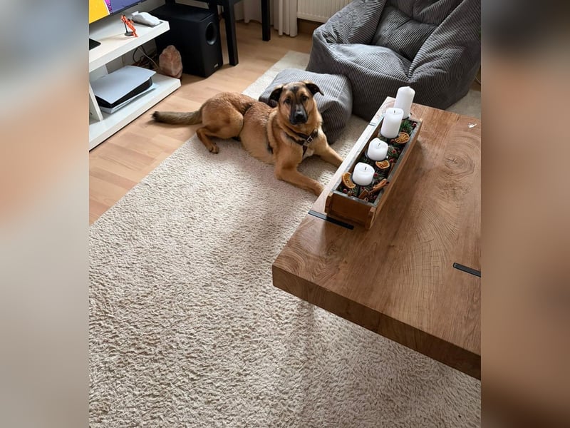 Linus Junger Rüde sucht seine Für-Immer-Menschen