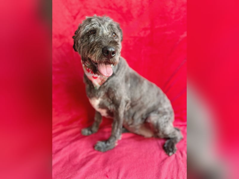 Dahlia - Sanfte Hundedame sucht ein einfühlsames Zuhause!