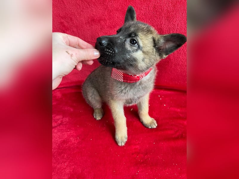 Mogli - neugieriger, menschenbezogener Welpe sucht liebevolles Zuhause