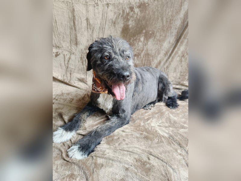 Camilia - Sanfte Hundedame sucht einfühlsame Menschen!