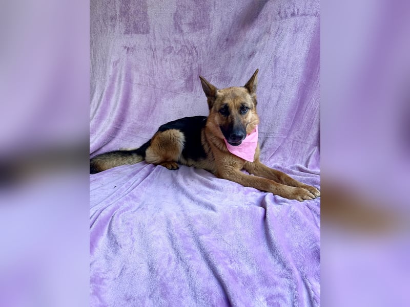 Sabrina - Treue Schäferhundseele sucht ihr Für-immer-Zuhause
