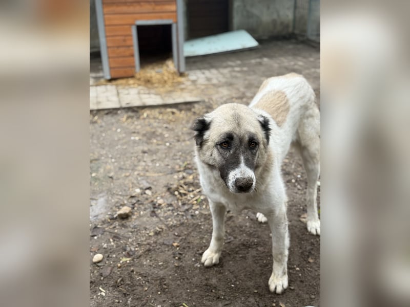 Fiume . rundum verträglicher Rieße sucht sein Happy End!