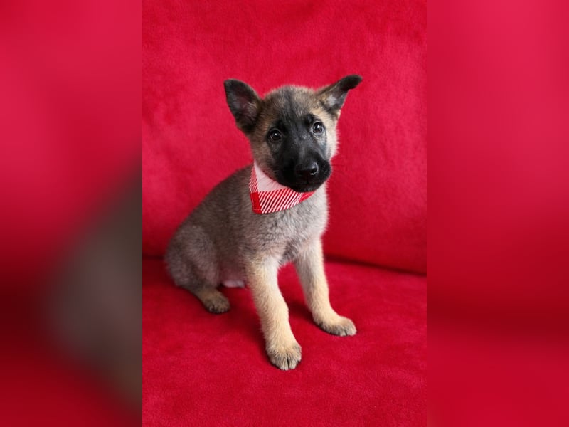 Mogli - neugieriger, menschenbezogener Welpe sucht liebevolles Zuhause