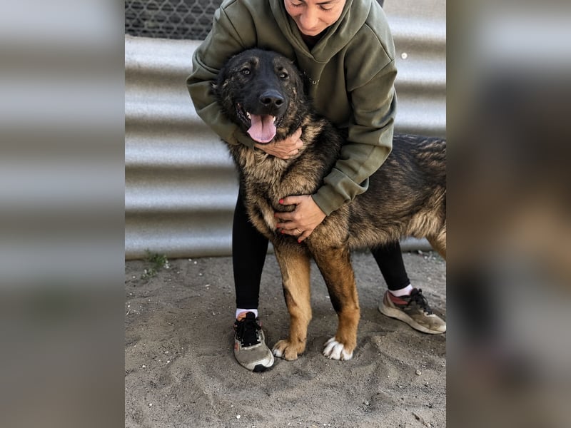 Berard - Sanfter Riese sucht erfahrenes Zuhause mit Herz