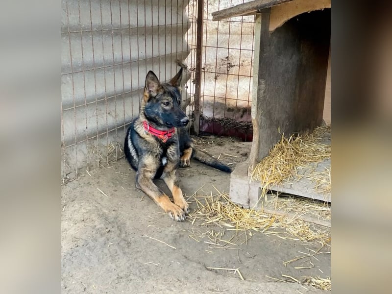 Ariel - Herzenshund auf der Suche nach Geborgenheit