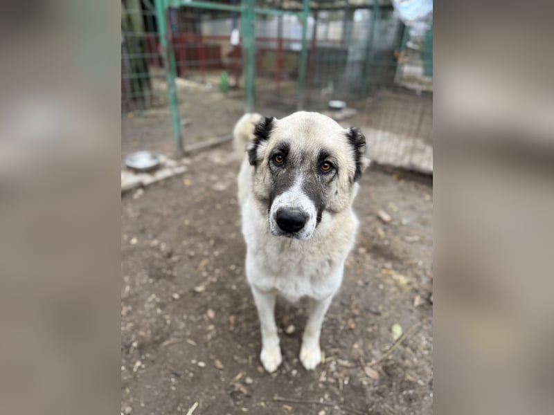 FIUME - Rundum verträglicher Rieße sucht sein Happy End!