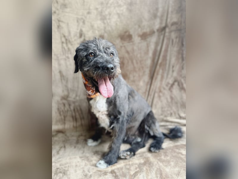 Camilia - Sanfte Hundedame sucht einfühlsame Menschen!