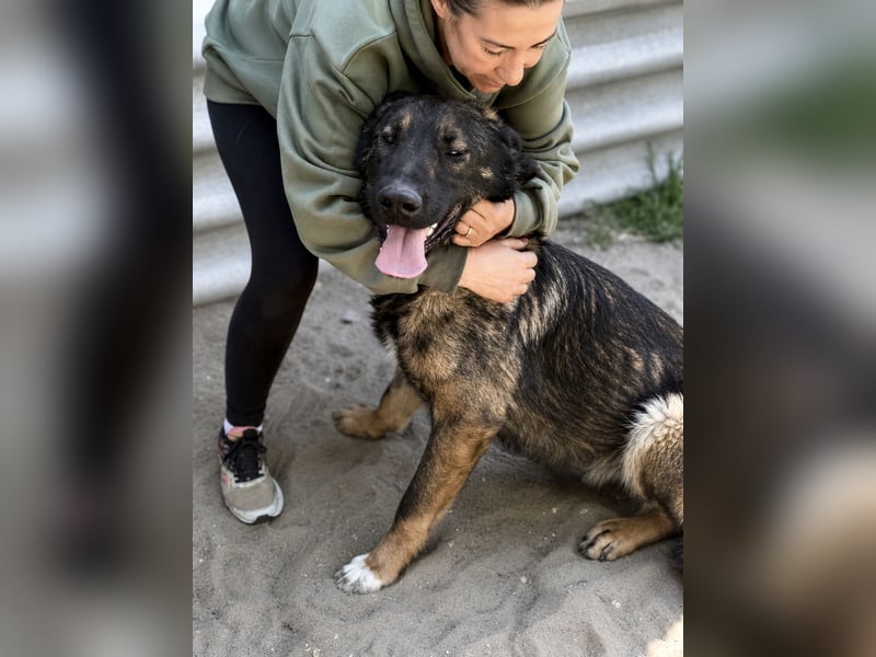 Berard - Sanfter Riese sucht erfahrenes Zuhause mit Herz