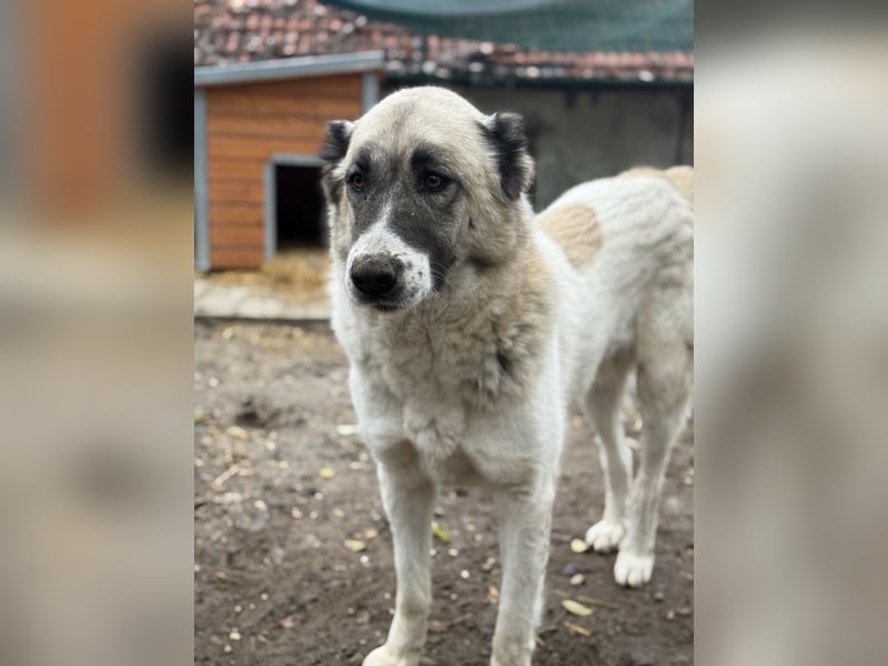 Fiume . rundum verträglicher Rieße sucht sein Happy End!