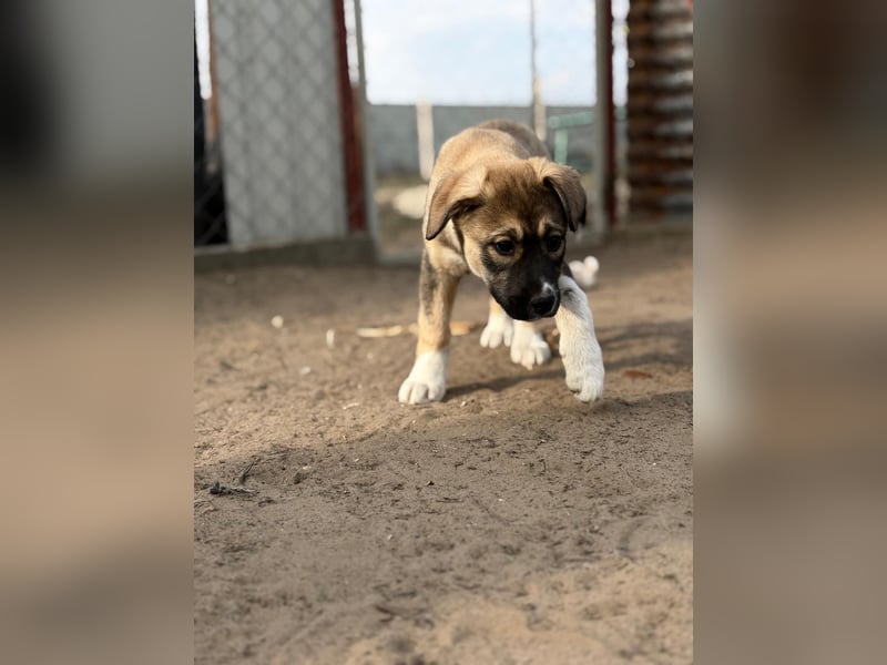 Nuria - Verspielte Nuria möchte die Welt entdecken