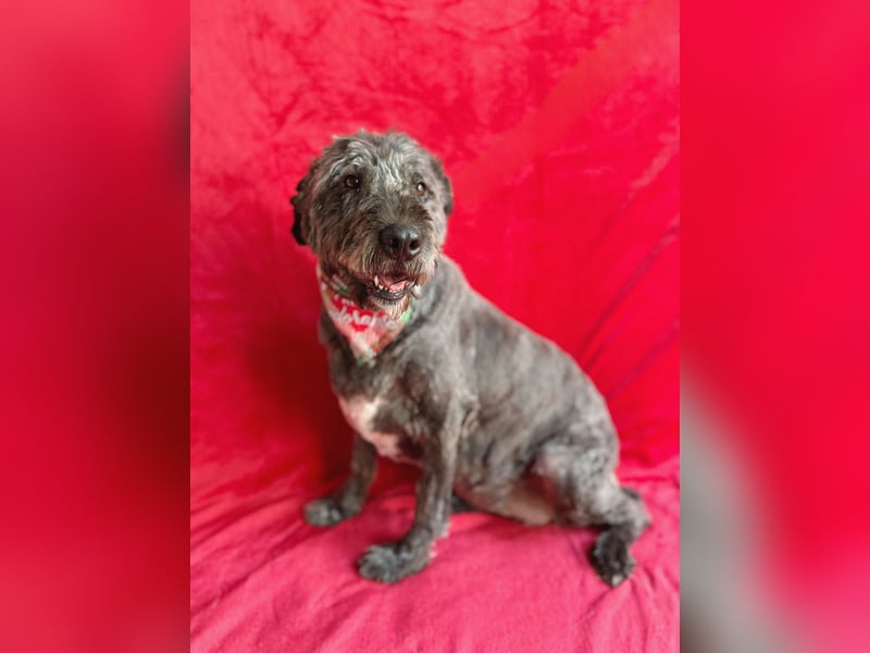 Dahlia - Sanfte Hundedame sucht ein einfühlsames Zuhause!