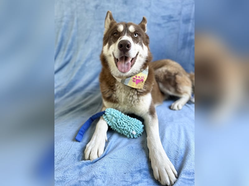 Zahid - Beeindruckender Husky-Mix sucht geduldiges Zuhause *bald in 71711 Murr*