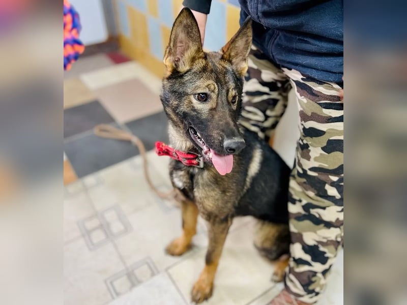 Ariel - Herzenshund auf der Suche nach Geborgenheit