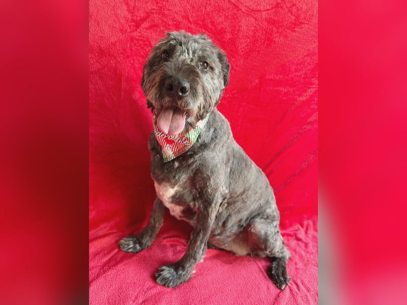 Dahlia - Sanfte Hundedame sucht ein einfühlsames Zuhause!