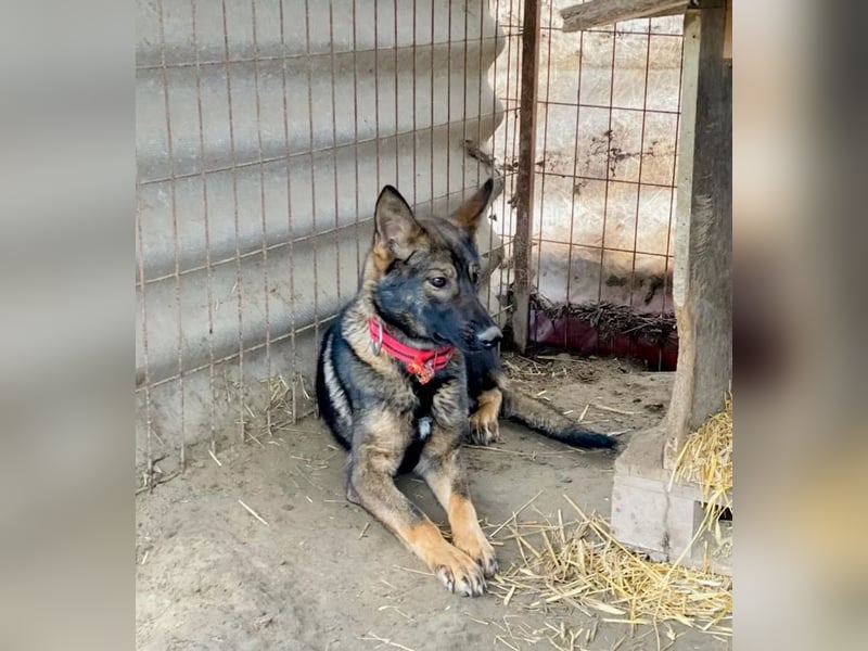 Ariel - Herzenshund auf der Suche nach Geborgenheit