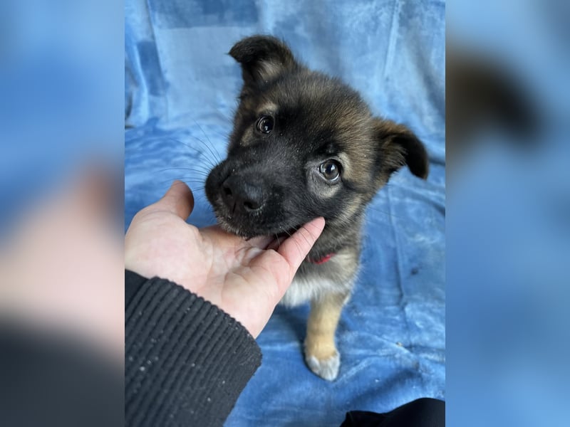 Bibi - mutige Schäferhündin möchte hoch hinaus !