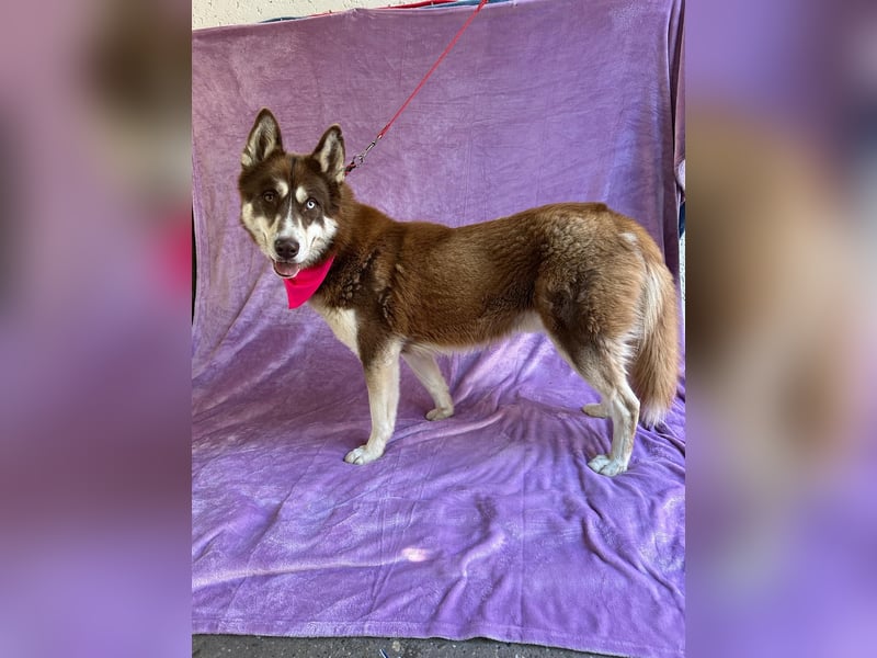 Zahid - Beeindruckender Husky-Mix sucht geduldiges Zuhause *bald in 71711 Murr*