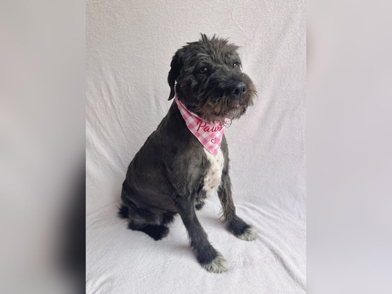 Camilia - Sanfte Hundedame sucht einfühlsame Menschen!