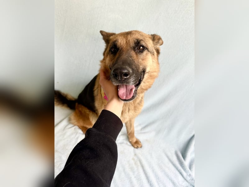 Sabrina - Treue Schäferhundseele sucht ihr Für-immer-Zuhause
