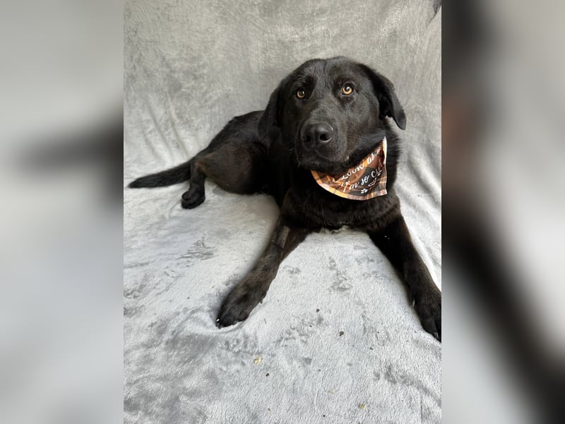 Balu (Ragnar) Großer Kuschelbär sucht seine Menschen